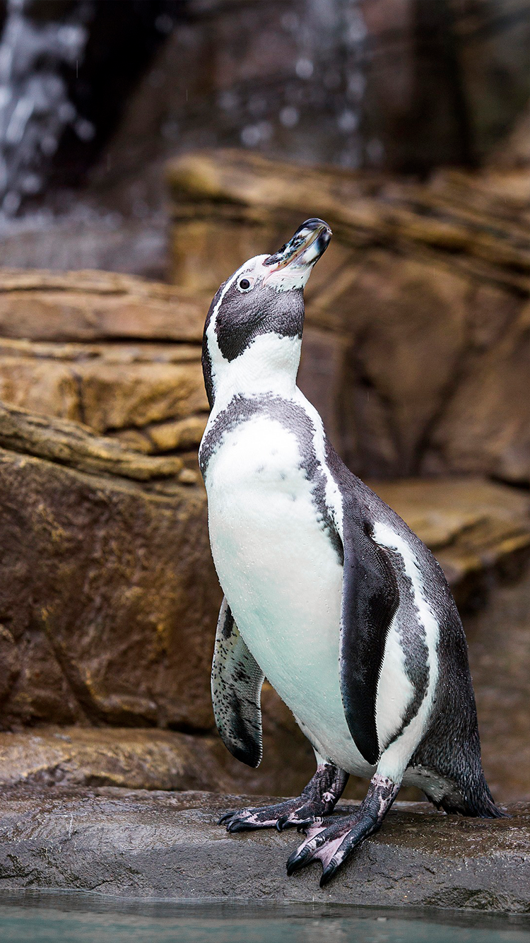 pinguino