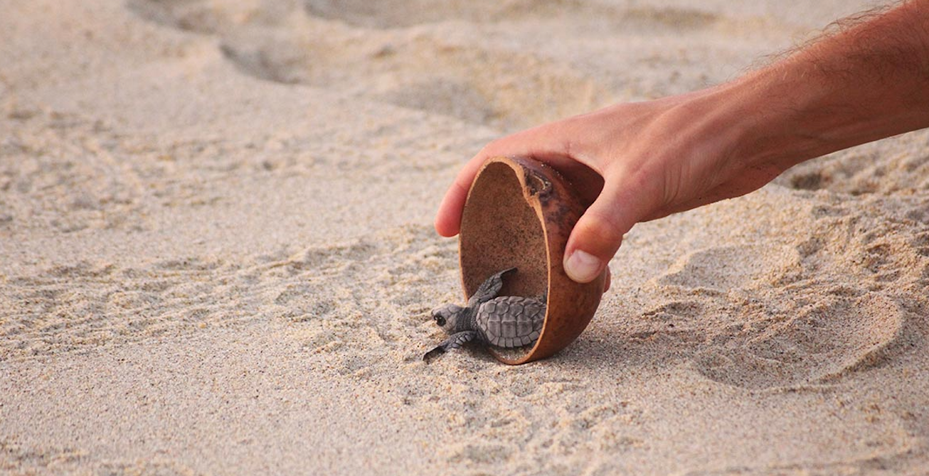 tortugas chacahua liberacion de tortugas turtles free tour oaxaca Chacahua Hotel hostal Onahu Activities tortugas chacahua liberacion de tortugas turtles free tour oaxaca Chacahua Hotel hostal Onahu Activities