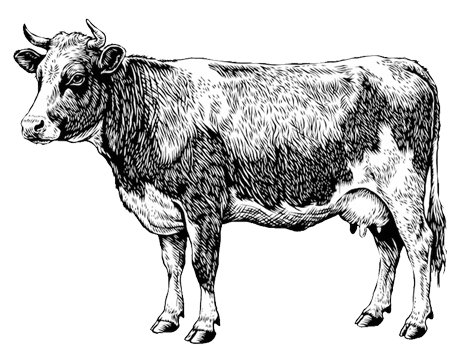 corte de carne mercado san juan pantitlan venta mayoreo y menudeo en CDMX para restaurantes negocios carnitas tacos cerdo y res